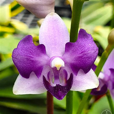 紫式部 蘭花|紫式部還是很有魅力的! 雙花梗, Phal. Tzu Chiang Sapphire 